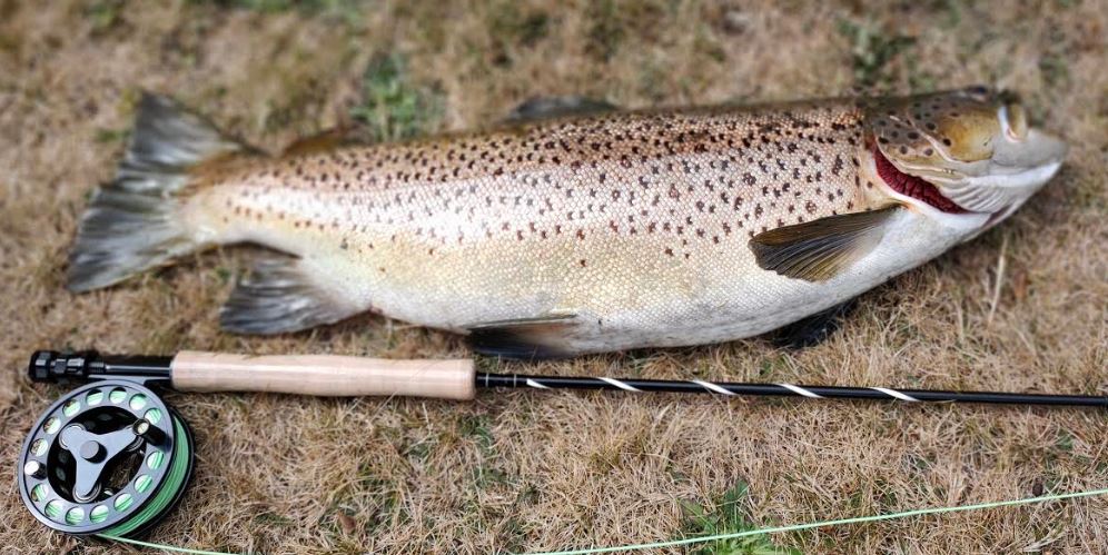 TRYCD Trout